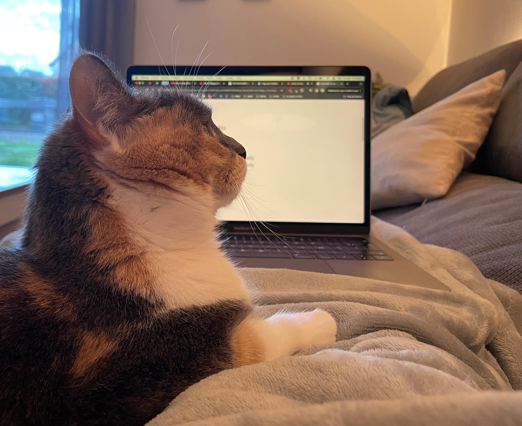 View of myself lying down on the sofa, with a computer and my cat on my lap.