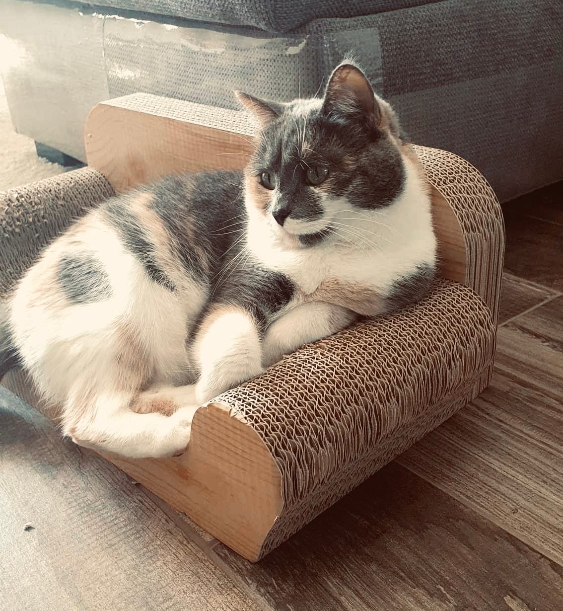 A picture of my calico cat, on her tiny cardboard sofa