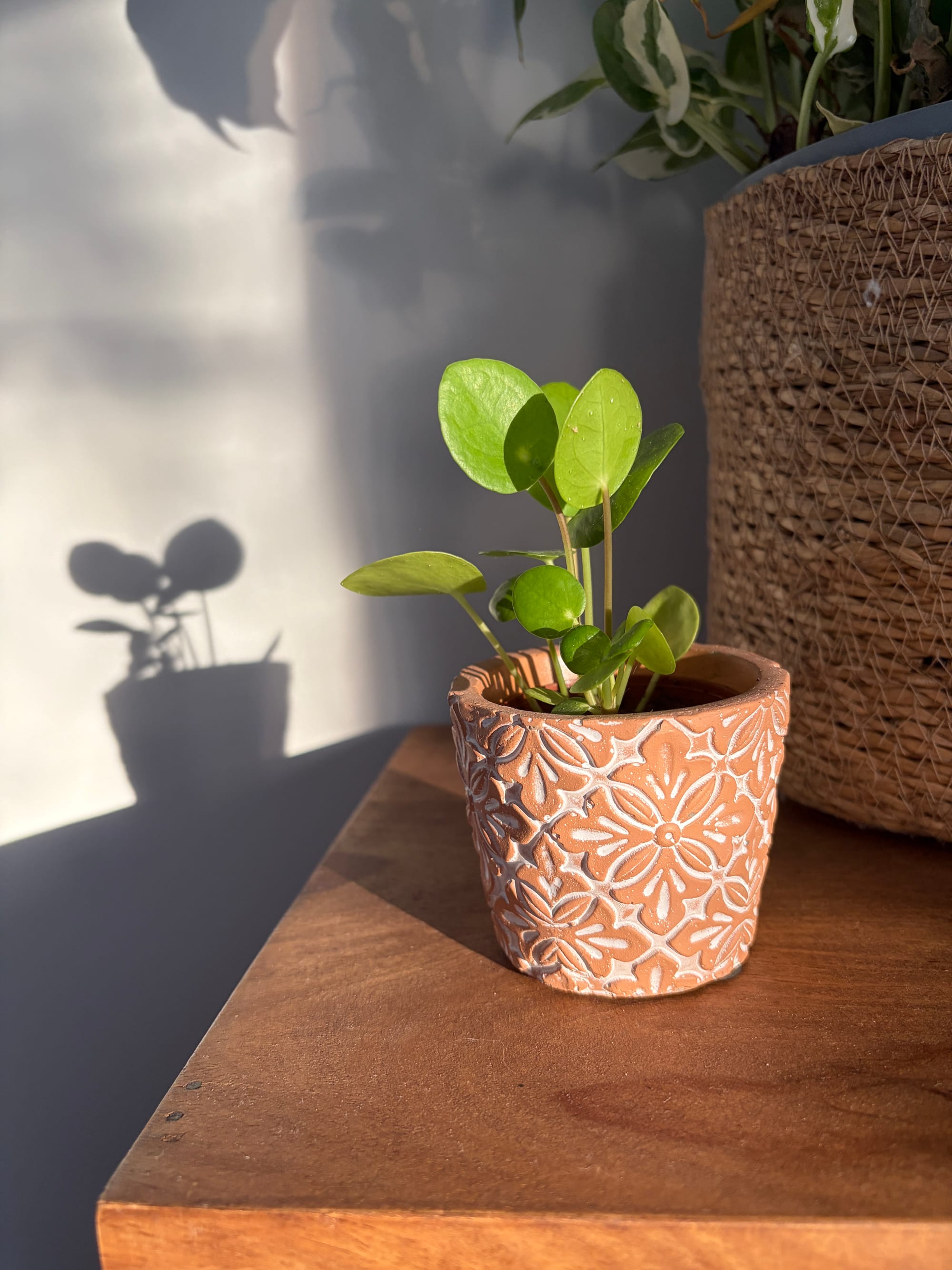 Young Pilea peperomioides plant with round green leaves, planted in a terracotta ceramic pot on a wooden piece of furniture. The evening light casts the plant's shadow on a wall.